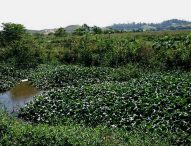 Ana Lino solicita serviços de capina de terrenos nas regiões leste e oeste da cidade